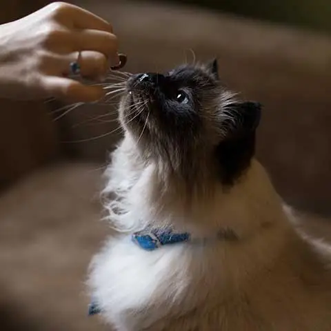 Công ty TNHH Thương mại Golden Sweets Việt Nam